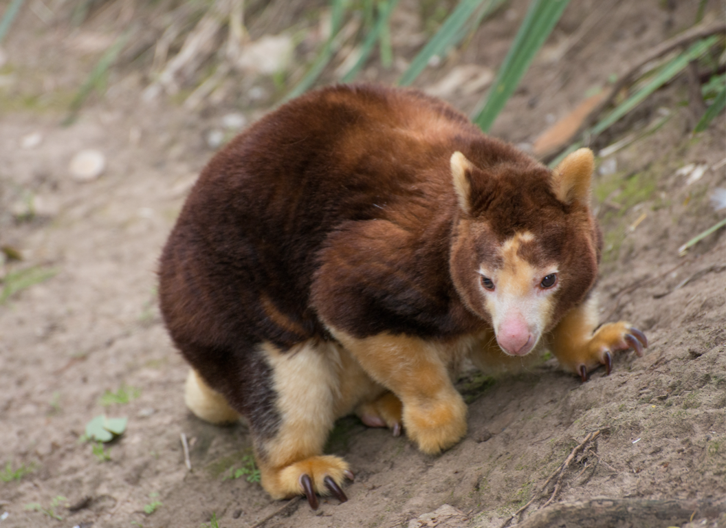 Tree Kangaroo
